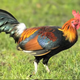 Illustration for article titled Small town gets giant chicken